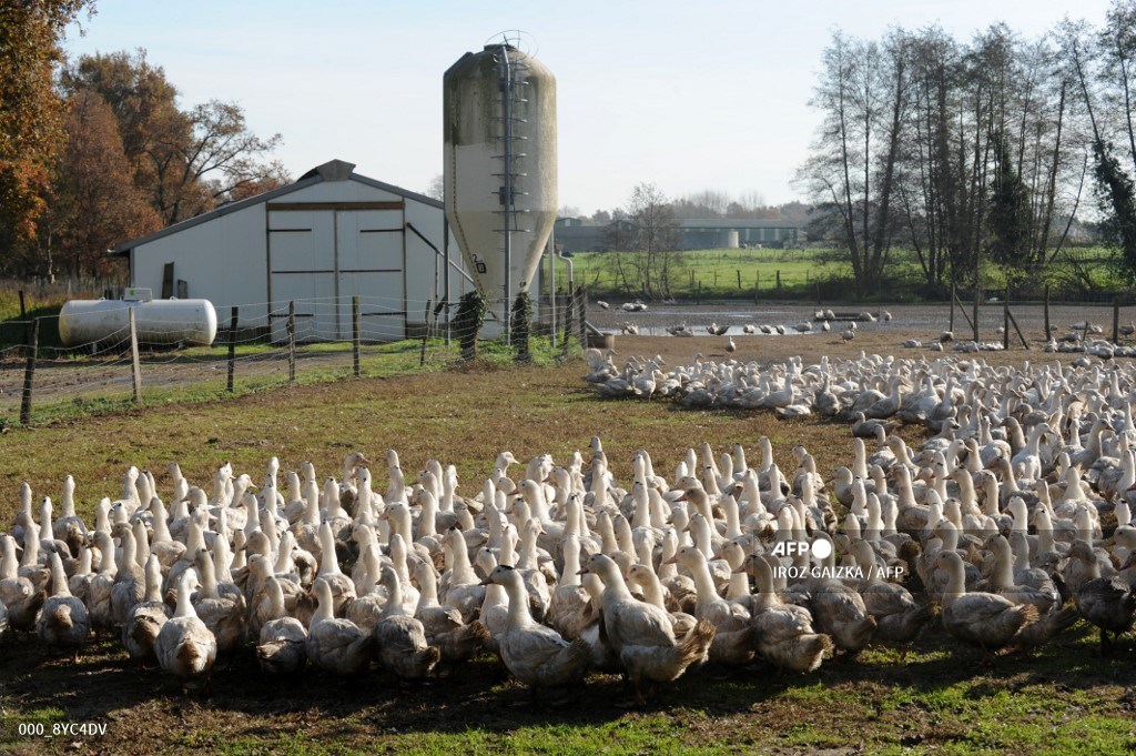 Gripe aviar en Francia y Bélgica