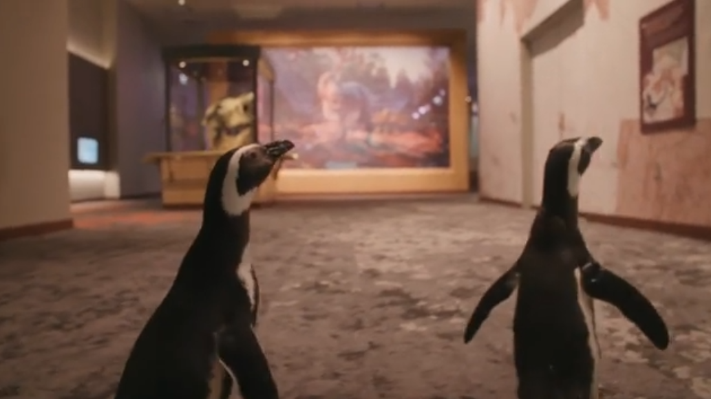 Pingüinos recorren museo en Chicago